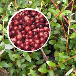 VACCINIUM macrocarpon 'Pilgrim'