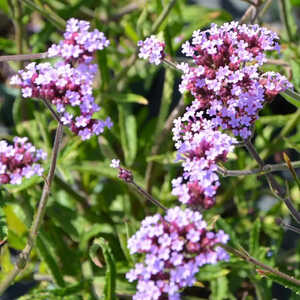 VERBENA bonariensis 'Lollipop'®