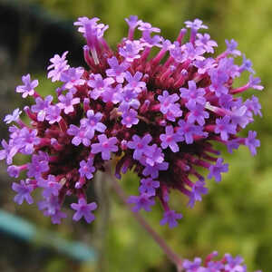 VERBENA bonariensis