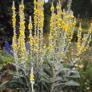 VERBASCUM bombyciferum 'Polar Summer'