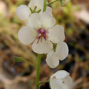 VERBASCUM chaixii 'Album'