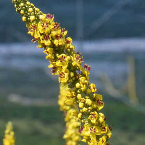 VERBASCUM chaixii 'Sixteen Candles'