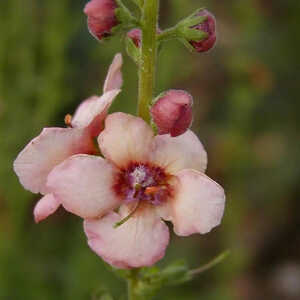 VERBASCUM 'Cotswold Queen'