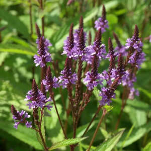 VERBENA hastata 'Blue Spires'