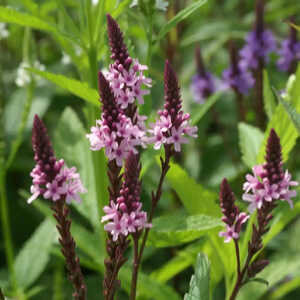 VERBENA hastata 'Pink Spires'