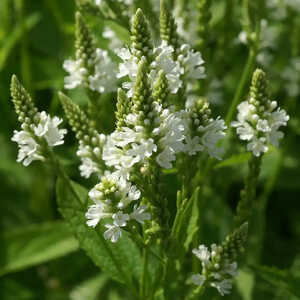 VERBENA hastata 'White Spires'