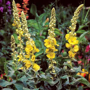 VERBASCUM hybridum 'Wega'