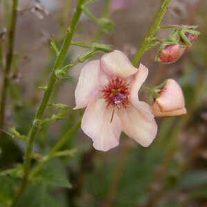 VERBASCUM 'Jackie'