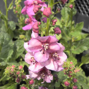 VERBASCUM 'Lavender Lass'