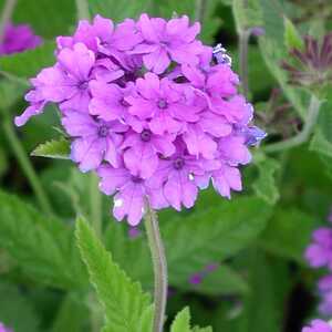 VERBENA 'Muriel'