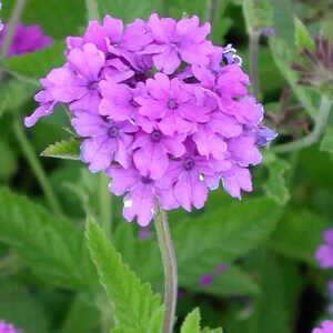 VERBENA 'Muriel'