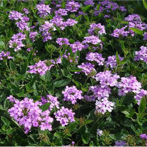 VERBENA 'Seabrook's Lavender' ®