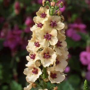 VERBASCUM 'Southern Charm'