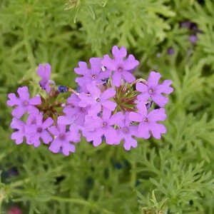 VERBENA tenuisecta