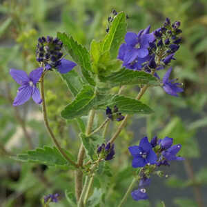 VERONICA austriaca 'True Blue'