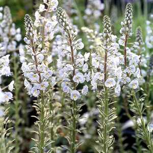VERONICA gentianoides 'Variegata'