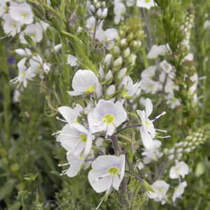 VERONICA gentianoides