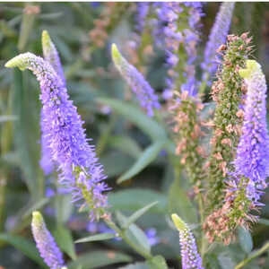 VERONICA longifolia 'First Glory'