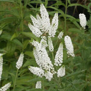 VERONICA longifolia 'First Lady'