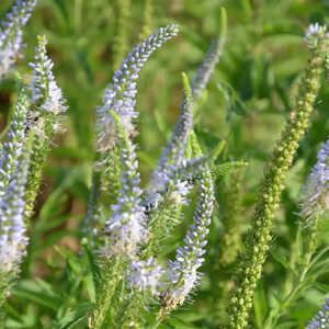 VERONICA longifolia 'Lilac Fantasy'