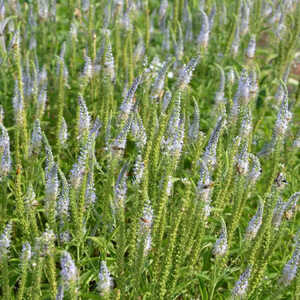 VERONICA longifolia 'Lilac Fantasy'