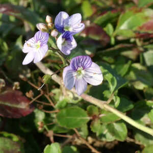 VERONICA petraea 'Madame Mercier'