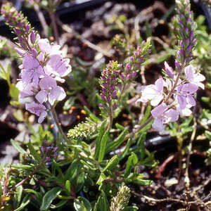 VERONICA prostrata 'Mrs Holt'