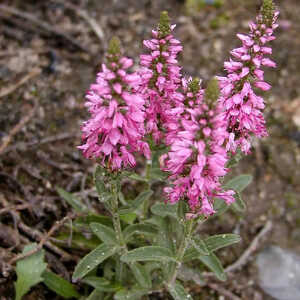 VERONICA spicata 'Barcarolle'