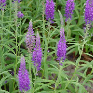 VERONICA spicata 'Blue Fox'