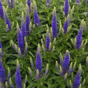 VERONICA spicata 'Royal Candles' ('Glory')