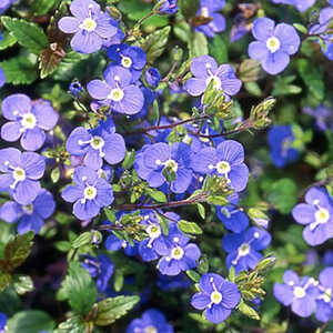 VERONICA umbrosa 'Georgia Blue'