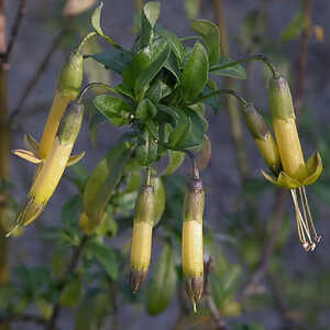 VESTIA foetida (=lycioides)