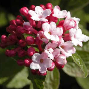 VIBURNUM carlesii 'Aurora'