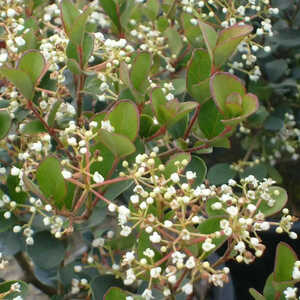 VIBURNUM harryanum