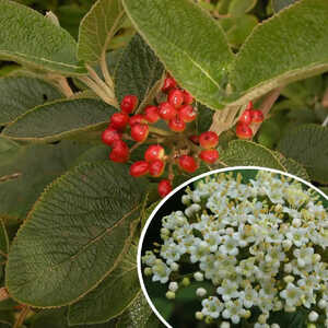 VIBURNUM lantana