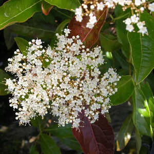 VIBURNUM nudum 'Pink Beauty'