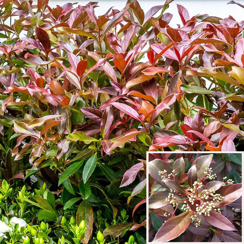 VIBURNUM odoratissimum 'Coppertop'