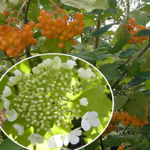 VIBURNUM opulus 'Xanthocarpum'