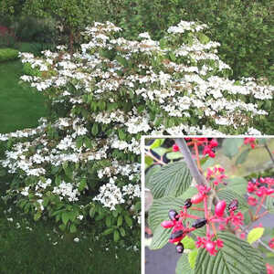 VIBURNUM plicatum 'Mariesii'