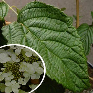 VIBURNUM plicatum 'Shasta'