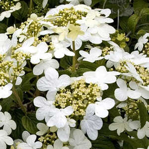 VIBURNUM plicatum 'Snowflake'