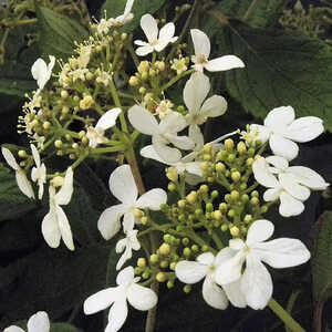 VIBURNUM plicatum 'Watanabe'