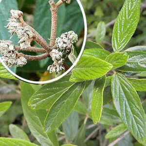 VIBURNUM 'Pragense'