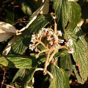 VIBURNUM rhytidophyllum