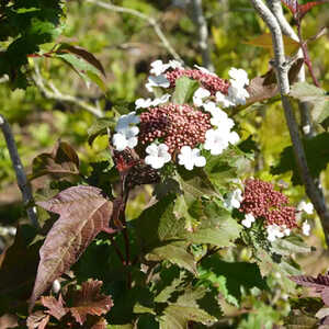 VIBURNUM sargentii 'Onondaga'