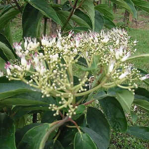 VIBURNUM setigerum