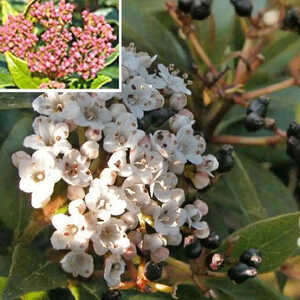 VIBURNUM tinus