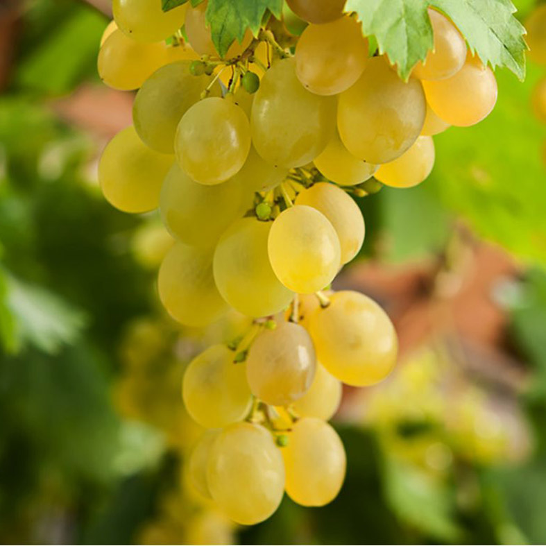 VITIS vinifera AmpeliaÂ® 'Amandin'