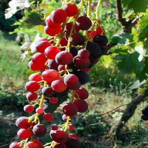 Vigne de table (Cardinal)