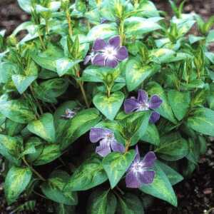 VINCA difformis 'Oxford' (V. major)